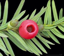 Eibe -Taxus baccata- Saatgut