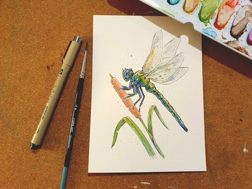 Aquarell libelle handgemaltes - aquarell, libelle,