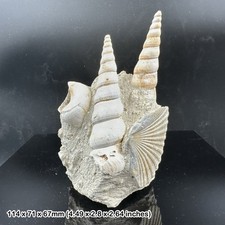 Gastropod FSR038 ✔100 %