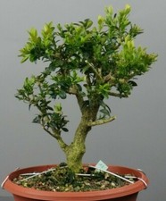 BS02104 Bonsai - Bux, Buxus sempervirens, Prebonsai / Yamadori /