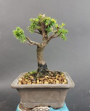 Bonsai ajanfichte picea - bonsai,