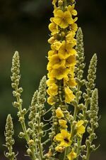 SAMEN für den Garten: die schöne gelbe Königskerze wird riesengroß !
