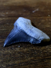 Fossilien, Haizahn, Leecrek, USA