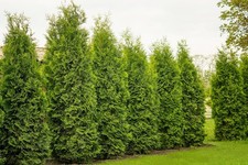 50st. Thuja Brabant 100-125cm