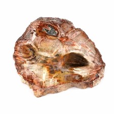 versteinertes Holz Ø 89 mm Scheibe Platte ca. 173 g / Fundort Indonesien