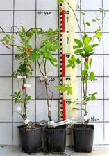 Akebia quinata  "Cream Form  -