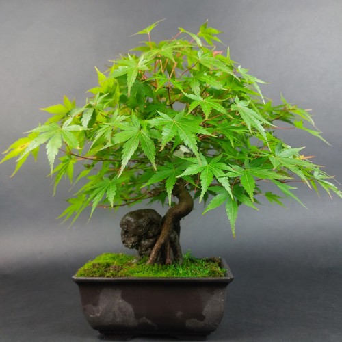 Bonsai fächerahorn acer - -,
