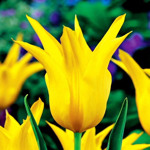 Tulpen blumenzwiebeln zwiebeln - tulpen,