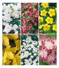 5 Meter Blüh-Hecken-Kollektion, Blütenhecke 6 Pflanzen