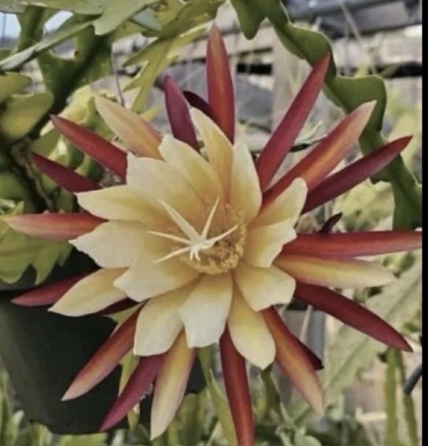 Epiphymillum the lost - :,