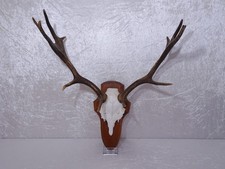 q82QKd - Hirsch Geweih Gehörn