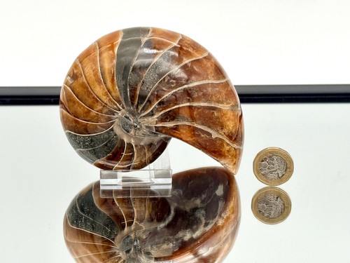 Großes nautilus fossil - großes,