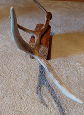 Hirschgeweih auf Holzsockel