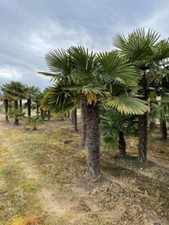 Hanfpalme trachycarpus - hanfpalme,