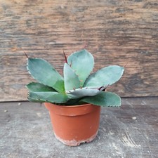 Agave parryi v. truncata