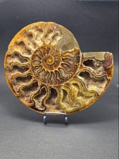 Ammonit - Tierfossil -