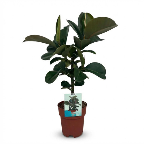 Ficus elastica cloe gummibaum - elastica,
