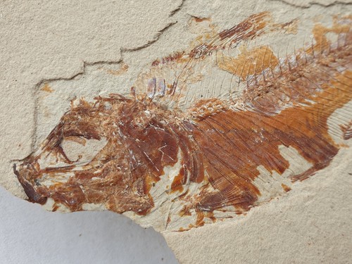 Armigatus brevissimus+