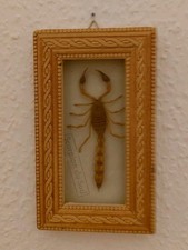 Schaukasten Skorpion Scorpion