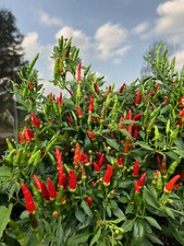 Mini-Chilli Bonsai-Chili tolle Zimmerpflanze Minichili Mini-Chili rote Chili