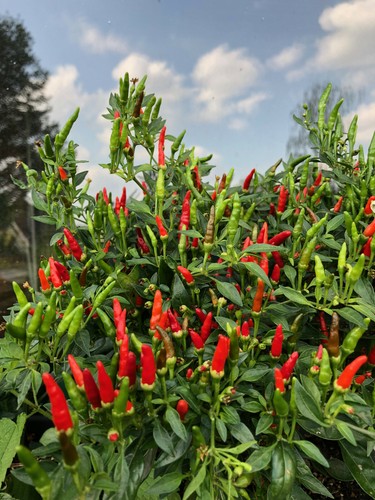 Mini chilli bonsai chili - mini-chilli, bonsai-chili