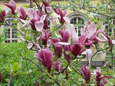 Purpur Magnolie -magnolia
