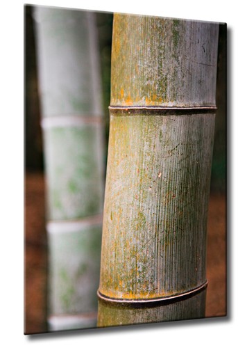 Leinwand bild natur - bild,