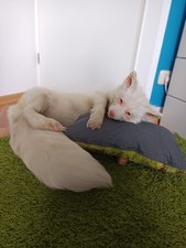 Softmount Taxidermy Fox Tierpräparat Fuchs Palomino Fox