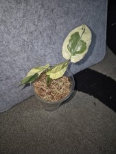 Philodendron Burle Marx White Lava Variegata