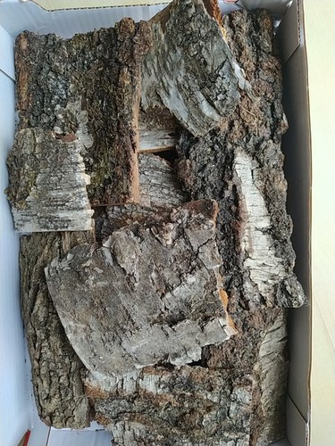 Trockene baumrinde - 2,