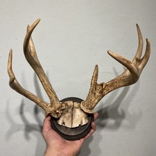 Geweih auf Holzplatte antik