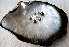 7 echte Tahiti Keshi Perlen in Perl- Austernschale  5 - 10 mm  Bora Bora Südsee