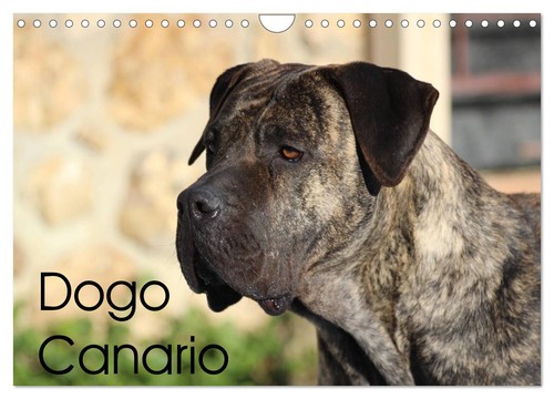Dogo canario wandkalender - canario, (wandkalender