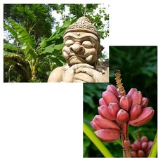 SAMEN wunderschöne Zierbäume