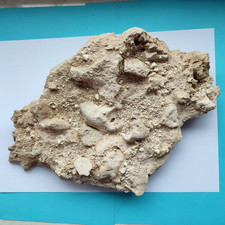 Fossilie: Schnecken aus dem Tertiär