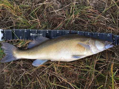 Daiwa tournament ags spin - daiwa,