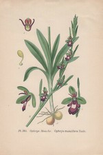 Fliegen-Ragwurz (Ophrys