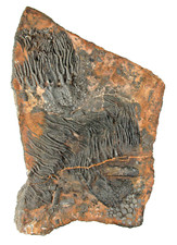 Silur  Platte mit 2x