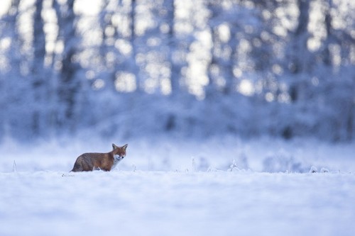 Poster fuchs - poster,