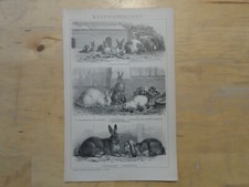 Orig.(1893) Holzstich