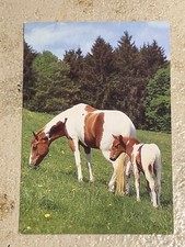 Pferdepostkarte, AK Pferde