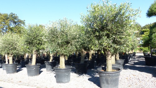Xxl olivenbaum winterhart - xxl,