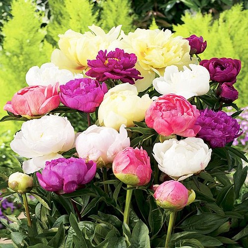 Päonie paeonia pfingstrose - päonie,