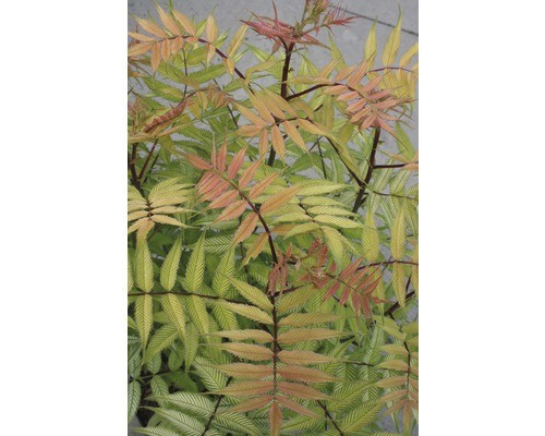 Federspiere floraself sorbaria - federspiere,