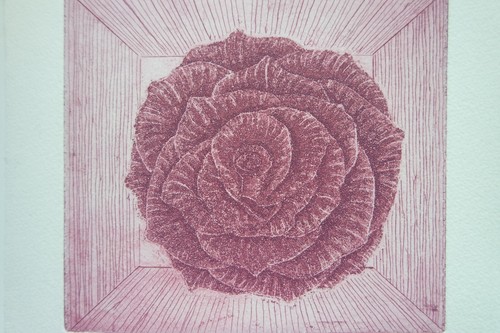 Aquatinta radierung rose - aquatinta-radierung, „rose