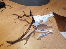 Schädel  , Geweih , Trophäen , Damhirsch  , Gehörn , abnorm