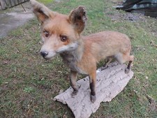 Rotfuchs Fuchs Fuchspräparat