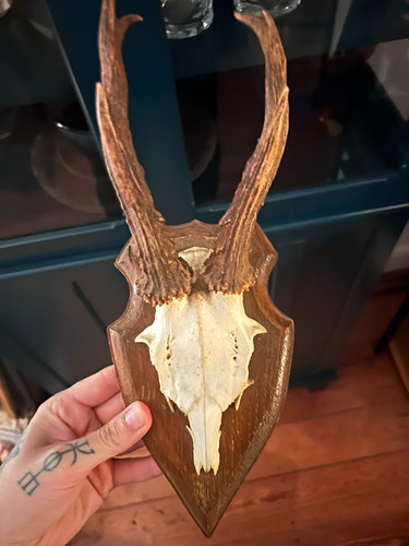 Rehbock geweih trophäe auf - geweih-trophäe,
