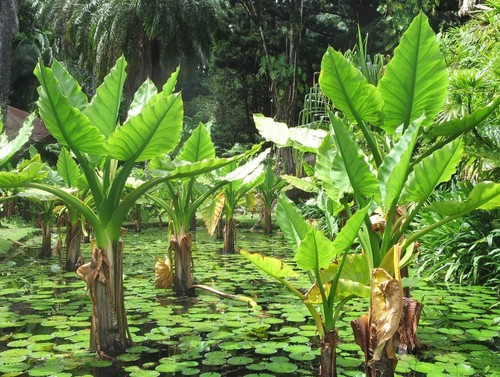 Alocasia macrorrhiza 80cm - macrorrhiza, 30-80cm