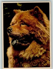 12086802 - Chow-Chow VEB Volkskunstverlag Chow Chow